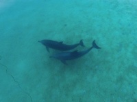 野生のイルカがエメラルドの海でお出迎え　〝東京から最も遠い〟絶景に5万人感動「高知すげー！」