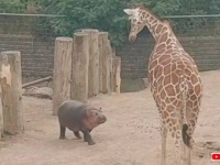 「キリンさん、遊びに来たよ！」カバの赤ちゃん、囲いをすり抜けてキリンさんに会いに行く