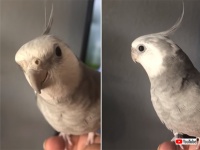 どこかで聞いたことあると思ったら・・・iPhoneのアラーム音を覚えてしまったインコ