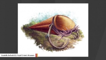 アイスクリームのコーンのような形をした謎の古代生物、ついに分類が明らかに！