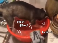 おい！水を無駄にするなとあれほど...水遊びをしていた犬、猫にたしなめられてしょぼーん