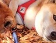 忍法・木の葉隠れの術！？　フカフカの秋に紛れる柴犬ズに「一緒に寝転がりたい」「見失いましたよ」の声