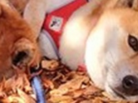 忍法・木の葉隠れの術！？　フカフカの秋に紛れる柴犬ズに「一緒に寝転がりたい」「見失いましたよ」の声