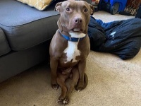 「こうやって座れますけど？」人間座りをする犬たちのかわいい姿がTwitterで続々と投稿されている件