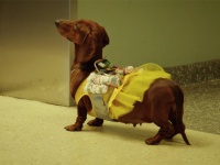 カワイイ子犬が爆弾所持？！トッド・ソロンズ最新作はおなじみブラックユーモアが満載！　一匹のダックスフントと冴えない飼い主たちを巡る物語【予告映像】