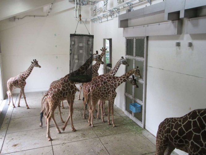 何かを覗き込んでいるキリンたち（画像提供：公益財団法人 東京動物園協会）