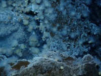 NASAの宇宙生物学者が深海にある生命の起源を再現（米研究）