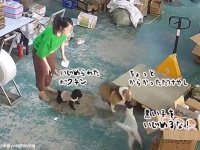 犬の悲鳴を聞きつけた白猫が参上！ちょっかいを出していた犬を鉄拳制裁