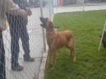 飼い主が迎えに来たと思ったら…　ある犬の悲しい話