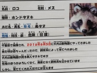 狂狸...（画像はイヌタデVulpesPersonさん提供）