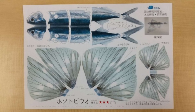 ホソトビウオ（画像は編集部撮影）
