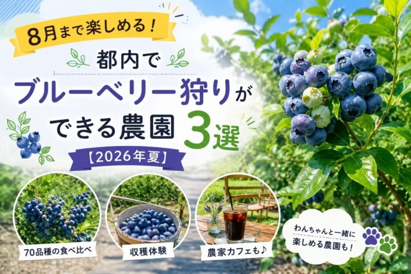 8月まで楽しめる！　都内でブルーベリー狩りができる農園3選【2026年夏】