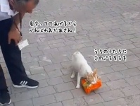 盗んだ鶏肉を我が子に持ち帰ろうとする母猫を応援するトルコの人々