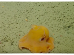 かわいいメンダコ発見！その姿に研究員たちもメロメロ！？