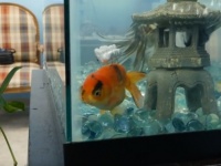 障害を抱え泳げなくなってしまった金魚が、仲間を得て再び泳げるようになるまでも物語（アメリカ）