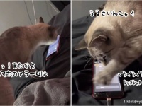 うっせぇにゃ！スマホのアラームが鳴ると速攻消しにくる猫