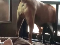 先住犬ズ「ドアはこうやって使うのよ」と、新入りの子犬にドッグドアの使い方を指南する