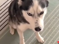 帰宅した飼い主に愛犬のおしゃべりが炸裂！「あのね、それでね、聞いてる？！」とマシンガントーク続行中