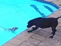 飼い主が留守中、犬がプールに転落！なんとか助け出そうと必死にがんばるもう1匹の犬、34分後に無事救出