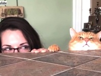 2019年のベストペットたち・その3～人間みたいに振舞う生き物たち総集編