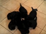 【動画】子犬がミルクを飲む様子がまるでロード中…