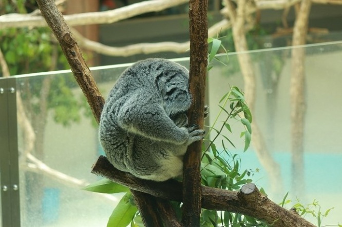 ポっと出の新人にアイドルの座を奪われ、フテ気味（？）のコアラ氏