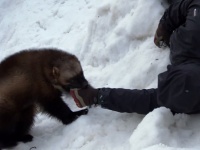 雪の中に生き埋めとなった男性を救助するクズリ