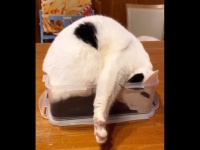 右前脚をニギニギ......（猫のお母さんさんのツイートより）