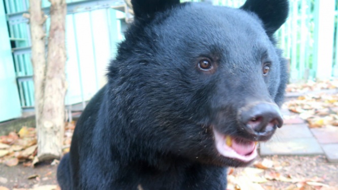 日本熊森協会・広報の公式Xより