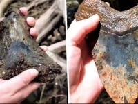 お宝じゃないか！古代の巨大サメ「メガロドン」の化石を川岸で発見（アメリカ）