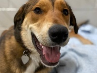 施設暮らしが長かった犬、ようやく家族が見つかるも1か月後に行方不明。自力で施設にたどり着いた