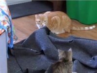 「お前ら…ニャに？」マーマレードと新入り子猫たちがいよいよ対面。困惑するマーマレードの表情に注目！