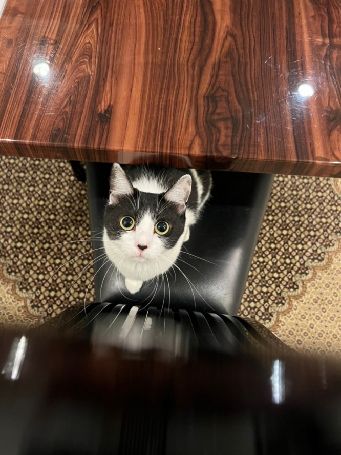 藤あや子公式ツイッターより　https://twitter.com/fuji_ayako