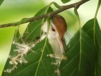 お裁縫上手な鳥、くちばしを針代わりに蜘蛛糸や植物繊維で葉を縫い巣を作るオナガサイホウチョウ