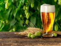 ビールに含まれるホップに認知症の予防効果がある可能性
