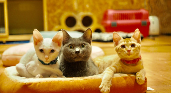 ねこ蔵ホステルのプレスリリース画像