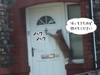 「帰りました。開けてください」きちんとドアをノックする猫の個体が確認される（イギリス）