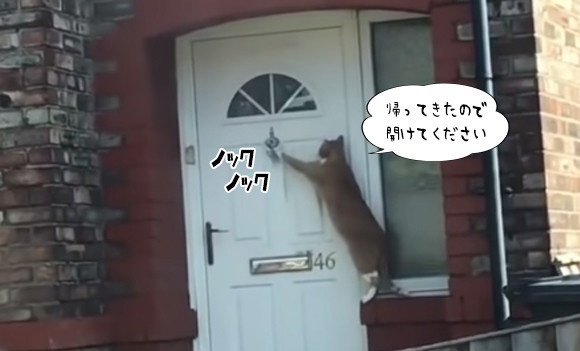 「帰りました。開けてください」きちんとドアをノックする猫の個体が確認される（イギリス）