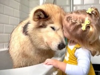 愛犬「本当にイヤなんですけど…」お風呂嫌いのマラミュート、飼い主さんの愛娘に説得されてバスルームへ