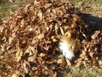 そのお布団、よっぽど気持ち良いんだね？　ウトウトしてる柴犬に落ち葉をかけてみた結果...