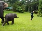 子ゾウが雨で濡れた芝生で滑る男性のマネをして遊ぶ姿が微笑ましい…！