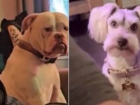 「ボクだけ/アタシだけを見てほしい！」他のペットを構う飼い主にジェラシーを爆発させる犬たち総集編