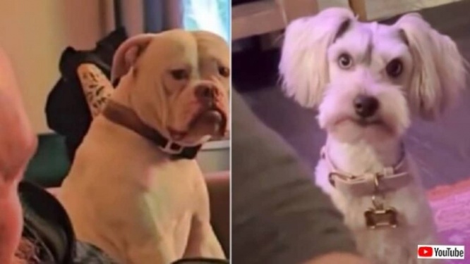 「ボクだけ/アタシだけを見てほしい！」他のペットを構う飼い主にジェラシーを爆発させる犬たち総集編