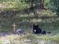 大切な人を亡くし絶望の淵にいた女性を救ったのは、隣人の飼い猫だった