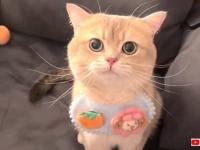子猫「お姉ちゃんじゃなくってボクと遊んで！」と、飼い主のモフにヤキモチを焼く