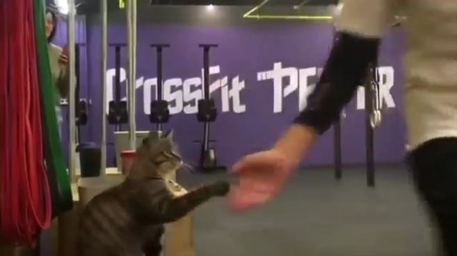 ハイタッチをする猫