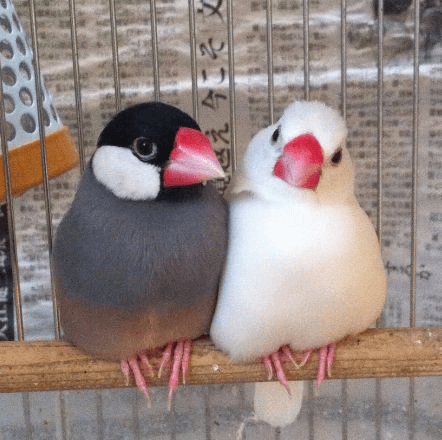 小さくて愛らしい姿が魅力的! 初心者におすすめのインコとは?#5