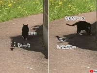 何目的？どこまでも猫を付けまわすストーカー鳥