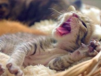 これこそがヘブン！これこそが癒し！可愛い子猫たちを延々と眺めるだけの動画