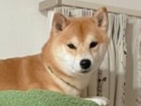 深夜2時、犬の〝泣き声〟で目が覚めて...　飼い主が目撃した光景に18万人驚がく